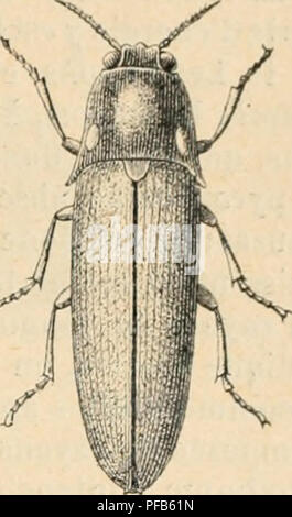 . Wörterbuch de Physiologie. Physiologie. INSECTES. 317. ^ l'Inde (B. ocellata). Un HÃ©mipltre, le Fulgor porte-laiilerne (Fulijora latemaria), depuis les Bemerkungen de Sibille dk Mkrian (172 g), est ins citÃ© comme l'un des Insectes phosphorescents les plus curieux et comme ayant un-fanal sur la tÃ¨te; Il se peut que cet Insecte soit Heitronic, Mais seulement dans certaines Bedingungen; Auto biologiques les Bemerkungen de Sibille de Mkrian angestellte Encore leur Bestätigung. Une Podu - relb' (Lipura noctiluca) eine Ã©lÃ© indiquÃ©e par R. Dubois comme trÃ¨s phosphorescente, mais elle ne prÃ© se Stockfoto