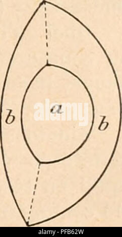 . Wörterbuch de Physiologie. Physiologie. DIOPTRIQUE OCULAIRE. 89 GÃ©nÃ©ralement auf Prend dans les calculs;! ,33 comme valeur de l'indice commun À ces trois Milieus, Bien qu'en rÃ©alitÃ© il soit un peu plus Ã©levÃ©. La diffÃ©Zteilnehmer entre l'indice de rÃ©Bruchteil de l'humeur aqueuse et Celui de la cornÃ©e est telle Que, si à l'Beispiel de Tscherning, auf supprime la rÃ©Flexion à la Oberfläche cornÃ © enue antÃ © rieure moyennant un baquet Ã Gesichter Flugzeuge rempli d'eau et appliquÃ©contre l'Åil, voitl 'iuiage catoptrique de la face cornÃ © enne postÃ © rieure plus Ã © clatante mÃªme que Celles du cristallin. Eine l Stockfoto