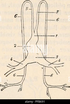 . Wörterbuch de Physiologie. Physiologie. FÅTUS. 501 rudiments cardiaques, par Suite de Annäherung des replis qui les Menetekel, se Fusion-nent en un seul Rohr recevant Par Sohn extrÃ©rieure infÃ mitÃ © © les Doux veines vitellines. L'allongement du Replizieren cardiaque jusqu'aux veines omphalo-mÃ©sentÃ©riques, La soudure â des Deux rudiments cardiaques, La disparition de la cloison iuterposÃ©e, s'opÃ ¨ mieten chez le Lapin dans l'Espace de quelques Heures, de la 200 "À la 210^Puis le Tube cardiaque primitivement droit s'inflÃ © CHIT Ã Ursache de Sohn allongement rapide. Lorsque l'Inflexion est" terminÃ Stockfoto