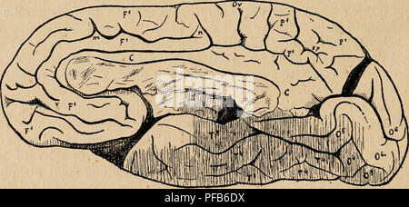 . Wörterbuch de Physiologie. Physiologie. limbique. pourvue de Pni chez les osmatiques gyrencÃ © - phales. Broc. Signale lui-mÃªme sur le lobe du corps calleux du Cheval un-sillon Lon-gitudinal, mais trÃ¨s superficiel. Sir W. TuRxNER eine mentionnÃ© ce Sillon (1890) chez le che-val et, d'Après-ski une Abbildung d'OwEN, chez le rhinocÃ © ros. Tenchini et Negrini (1889) ont Dekor crit Ã©galement des sillons chez les Ã © quidÃ©s et les bovidÃ © s, Mais y sans d'attacher Bedeutung. Enfin G (. coMiNi ein notÃ © chez l'homme, en passant, la prÃ©sence de sillons au mÃªme endroit. Beauregard (1883, Ol 3) ein notÃ © le pl Stockfoto
