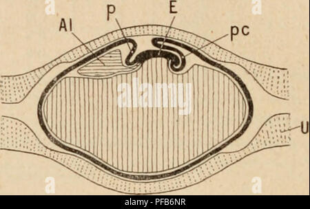 . Wörterbuch de Physiologie. Physiologie. Abb. 28. I-IG. ? 9.. Bitte beachten Sie, dass diese Bilder sind von der gescannten Seite Bilder, die digital für die Lesbarkeit verbessert haben mögen - Färbung und Aussehen dieser Abbildungen können nicht perfekt dem Original ähneln. extrahiert. Richet, Charles Robert, 1850-1935; Langlois, Paul, 1862; Lapicque, Louis. Alcan Paris: F. Stockfoto