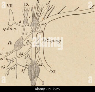 . Wörterbuch de Physiologie. Physiologie. ; Lo chatten.. Chez Le chat Ã¹f,'Ã©e de 4 seniauies (de la iiiÃ'ine portÃ©e) = 2961. Chez Le chat Ã¢gÃ©e de 16 semaines = 3032. Chat Ã¢gÃ©e de Ich ein (Femelle) = 3046. Chat Ã¢gÃ©e de Ich eine et Demi (mÃ¢ le) = 3035. Le ijantjlion otiqiic (Schiff") peut Ãªtre facilement Dekor couvert Chez Les Jeunes chais. Auf beginnen par mettre À m la Oberfläche infÃ©rieure Tun la Caisse du tympan. Auf cherche l'artÃ ¨ re mÃ©ningÃ © e Moyenne en suivant Le Sillon situÃ© entre la Caisse du tympan et la Base du crÃ¢ne. Auf Ã © vite le plus möglich la lÃ© sion de celte artÃ¨re, et auf cherche à Trou Stockfoto