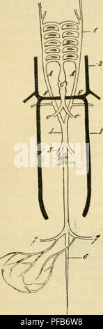 . Wörterbuch de Physiologie. Physiologie. FÅTUS. 511 le Tronc brachio-Côte © gauflie plialiqiie, à La Crosse de l'aorte carotide avec la commune et la sous-claviÃ ¨ re gauche. Ich &Lt;esixiÃ¨me Arc disi) arait dans Presque toute son Ã©tendue, ainsi que la Teil dt^scondante de l'aorte Droite; Mais, dans sa Teil Internierten, il forme la Brandie droite tun l'Fdg^ re Geschichte; à gauche, lo sixiÃ¨me arc Donne la Branche gauche de l'artÃ ¨ re pulnioiiairo, et le canal artÃ©riel am Canal de Hotal, qui Ã © tablit Une große Kom- munikation entre l'artÃ ¨ re Geschichte et l'aorte descendante. Kniin l'extrÃ©mitÃ © sup Stockfoto