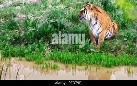 Tiger durch den Stream, wartet auf seine Umdrehung zu trinken. Stockfoto