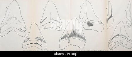 . Eine Beschreibung der Fossile Fische bleibt der Kreidezeit, Eozän und Miozän Formationen von New Jersey. Fische, Fossil, Paläontologie und Geologie. . Bitte beachten Sie, dass diese Bilder sind von der gescannten Seite Bilder, die digital für die Lesbarkeit verbessert haben mögen - Färbung und Aussehen dieser Abbildungen können nicht perfekt dem Original ähneln. extrahiert. Fowler, Henry Weed, 1878-1965; Kümmel, Henry Barnard, 1867 -. Trenton, New Jersey: MacCrellish&amp; Quigley, Drucker Stockfoto