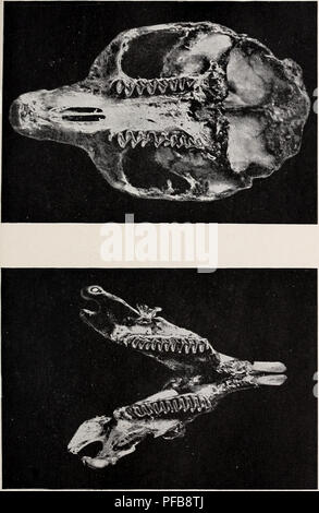 . Beschreibung der Vierzehn neue Arten und eine neue Gattung der Nordamerikanischen Säugetiere. Säugetiere in Nordamerika. Nordamerikanische Fauna, Nr. 2. Platte VII. Phenacomys INTERMEDIUS. (Typ.). Bitte beachten Sie, dass diese Bilder sind von der gescannten Seite Bilder, die digital für die Lesbarkeit verbessert haben mögen - Färbung und Aussehen dieser Abbildungen können nicht perfekt dem Original ähneln. extrahiert. Merriam, C. Hart (Clinton Hart), 1855-1942. Washington, Govt. Drucken. Aus. Stockfoto