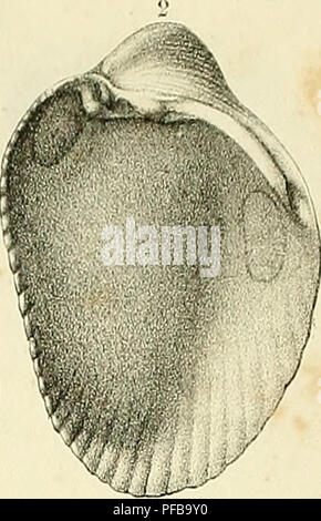 G. P. Deshayes' Arbeiten über die fossilen Weichtiere von Paris liefern detaillierte Beschreibungen und Abbildungen von Muscheln, die in der Region gefunden wurden. Die Studie trägt zum paläontologischen Verständnis der alten Meereslebewesen und der Evolution der Weichtiere bei. Stockfoto