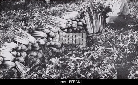 . Beschreibender Katalog der Gemüse. Commercial Kataloge; Baumschulen (Gartenbau) Kataloge; Gemüse; Samen Samen Kataloge Kataloge Kataloge; Obst; Kräuter Kataloge. Züchter und Züchter. 37 SELLERIE apium graveolens var. rapaceum Große glatte Prag eine Rübe verwurzelten Sellerie. Pflanze dunkelgrün mit hohlen Stengel. Root-sphärischen, 2 "-3" im Durchmesser. Wegwarte Cichorium intybus Cicoria di Katalonien auch als Spargel oder Sprossung Chicorée bekannt. Eine jährliche mit Blättern wie Löwenzahn, für frühe Grüns verwendet. Große verwurzelt (Magdeburg) Getrocknete Wurzeln sind geröstet und gemischt mit gemahlenen Kaffee. Root 12 & Stockfoto