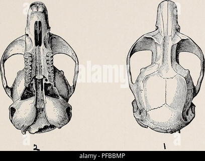 . Beschreibung der Vierzehn neue Arten und eine neue Gattung der Nordamerikanischen Säugetiere. Säugetiere in Nordamerika. Nordamerikanische Fauna, Nr. 2 Platte II. Bitte beachten Sie, dass diese Bilder sind von der gescannten Seite Bilder, die digital für die Lesbarkeit verbessert haben mögen - Färbung und Aussehen dieser Abbildungen können nicht perfekt dem Original ähneln. extrahiert. Merriam, C. Hart (Clinton Hart), 1855-1942. Washington, Govt. Drucken. Aus. Stockfoto