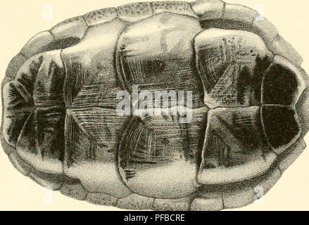 . Beschreibung des Reptilien nouveaux ou imparfaitement connus de la collection du Muséum d'Histoire Naturelle et remarques sur la Classification et les caractères de Reptilien. Muséum national dU +2019 histoire naturelle (Frankreich); Reptilien; Reptilien. . Bitte beachten Sie, dass diese Bilder sind von der gescannten Seite Bilder, die digital für die Lesbarkeit verbessert haben mögen - Färbung und Aussehen dieser Abbildungen können nicht perfekt dem Original ähneln. extrahiert. Duméril, Auguste Henri André, 1812-1870. [Paris: Muséum d'Histoire Naturelle] Stockfoto