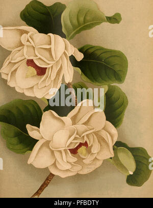 Dieser Baumschulkatalog von Yokohama Nursery Co. Bietet eine große Auswahl an Zierpflanzen, darunter blühende Bäume, Sträucher und Obstbäume wie die halbdoppelte Magnolia parviflora. Es dient als Leitfaden für verschiedene Pflanzensorten, die zum Verkauf angeboten werden, und zeigt Arten, die für verschiedene Klimata und Landschaften geeignet sind. Stockfoto