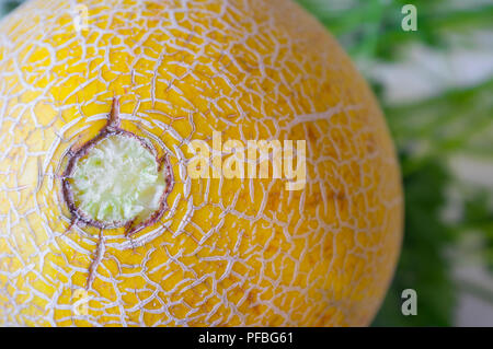 Galia-melone Haut über petersilie Hintergrund. Nahaufnahme Stockfoto