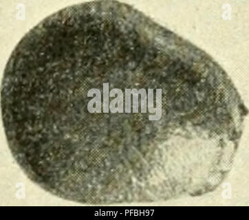 . Der Tropenpflanzer; Zeitschrift fr tropische Landwirtschaft. Tropische Pflanzen, Tropische Nutzpflanzen. . Bitte beachten Sie, dass diese Bilder sind von der gescannten Seite Bilder, die digital für die Lesbarkeit verbessert haben mögen - Färbung und Aussehen dieser Abbildungen können nicht perfekt dem Original ähneln. extrahiert. Berlin Stockfoto