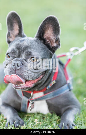 Blau männlich Französisch Bulldog eine Pause. Stockfoto