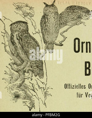 . Der ornithologische Beobachter. Vögel Vögel. t 1. Der ornithologische Beobachter Olfizielles Organ der Schweizer.Gesellschaft für Vogelschutz Vogelkunde nud L'Ornithologiste Organe officiel de la Gesellschaft suisse pour l'etude des Oiseaux et leur Schutz Abonnementspreise: - Schweiz: bei der Expedition werden, stellt jährlich Fr. 8.-Bei der Post lieferpriorität. "8. 20 Ausland" 10.-Prix des Abonnements: Suisse: par le Bureau de l'ex-p^A usgabe Frs. 8. - Par la Poste" 8,20 Etranger. "10.- VWIlj Jahrgang Annee 1920 Fascicale-1921 Heft 3 Inhalt: Sommaire: Jahresbericlit pro 1919/20, - Eiiiiiies Stockfoto