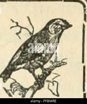 . Der ornithologische Beobachter. Vögel, Vögel. Vogelschutz. Schutz des Oiseaux.. Schutz et Elevage. Ein ce sujet l'eminent Professeur au Museum nationalen ä Paris, M. E. Trouessart publie dans la Nature du 18 janvier un-Artikel südlichen dont nous ex-trayons ce qui suit: "Auf sait la consommation enorme de Plumes que fait la mode actuelle pour l'ornement De chapeaux de Dames, et des ligues so sind formees, unter anderem en Winkel-Terre et aux Etats-Unis, pour les Oiseaux defendre Contre la Zerstörung qui en est Faite alln de Leur enlever cette parure. Les Dames qui fönt Partie de ces ligu Stockfoto