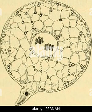 Dieses Bild stammt aus „der Mensch, sein Ursprung und seine Entwicklung“, einem zugänglichen Werk von W. Leche, das sich mit menschlichen Ursprüngen und Evolution befasst. Es geht um frühzeitige biologische Veränderungen, einschließlich zellulärer Transformationen und Befruchtung. Die Studie hebt wichtige evolutionäre Meilensteine hervor und gibt Einblicke in die menschliche Entwicklung aus biologischer Sicht. Stockfoto