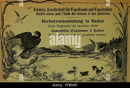 . Der ornithologische Beobachter. Ornithologie; Vögel. . Bitte beachten Sie, dass diese Bilder sind von der gescannten Seite Bilder, die digital für die Lesbarkeit verbessert haben mögen - Färbung und Aussehen dieser Abbildungen können nicht perfekt dem Original ähneln. extrahiert. Ala, Société suisse pour l'étude des Oiseaux et leur Schutz. [Bern? : Ala, Schweizerische Gesellschaft für Vogelkunde und Vogelschutz] Stockfoto