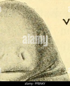 „Der Mensch, sein Ursprung und seine Entwicklung“ von Wilhelm Leche ist ein Werk über die menschliche Evolution, das eine umfassende Erklärung der menschlichen Herkunft und Entwicklung bietet. Das Buch beschreibt den evolutionären Prozess, die menschliche Anpassung und die biologischen Veränderungen, die die Menschheit über Jahrtausende geformt haben. Stockfoto