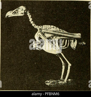 Dieses Bild aus „der Mensch, sein Ursprung und seine Entwicklung“ erforscht die menschliche Evolution und hebt die Entwicklung des Gehirns als Reaktion auf komplexe Lebensbedürfnisse hervor. Es gibt einen Überblick über die menschliche Evolution, wobei der Schwerpunkt auf Gehirnstruktur und -Entwicklung liegt, insbesondere in Bezug auf Flug und Fortbewegung. Stockfoto