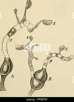 . Der Standpunkt der gegenwrtige Mycologie mit Rcksicht auf die Lehre von den Infections-Krankheiten. Pathogene Pilze. Abb. "23. Puccinia Compositarum; durch die Spaltöffnung in die darunter befindliche Athcmhühle ein-gedrungener und daselbst weiter wachsender Keimschlauch, (/ de Bary.). Abb. 24. A. Uromyces appendiculatus; B. Puccinia Moliuiae; beide mit celien Promy-p und s Sporidien. (/ Tulasne.). Bitte beachten Sie, dass diese Bilder extrahiert werden aus der gescannten Seite Bilder, die digital haben für die Lesbarkeit verbessert - Färbung und Aussehen dieser Abbildungen können nicht perfe Stockfoto