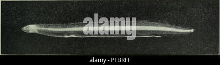 . Die Tiefen des Ozeans; ein allgemeines Konto der modernen Wissenschaft der Ozeanographie, sich weitgehend auf die wissenschaftlichen Forschungen der Norwegischen Dampfgarer Michael Sars im Nordatlantik. Ozeanographie. Abb. 547 - Anzahl der Leptocephali aller Arten an jeder Station gefangen. Abb. 548. Junge Leptocephalid, nur 1,7 cm lang. Station 64. Abb. 549. Leptocephalus Synaphobranchi pinnati. Nat. Größe ca. 5 cm. Station 62. Erfasst wurden, auch in unserem südlichen Abschnitt genommen, südlich der Azoren. Wie in Kapitel III. erwähnt. Wir nahmen, in der Sargassosee an Station 64, sehr kleine leptocephali zwischen 1 und Stockfoto