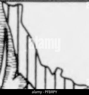 Die Arbeit von Hans Hausrath erforscht die Wälder Deutschlands mit Schwerpunkt auf deren Bewirtschaftung, Ökologie und verschiedenen Baumarten. Es werden Forstpraktiken und ihre Bedeutung für die Erhaltung der Waldökosysteme erörtert. Das Buch bietet eine detaillierte Untersuchung der deutschen Wälder im späten 19. Jahrhundert mit Einblicken in nachhaltige Praktiken und den Zusammenhang zwischen Waldbewirtschaftung und Biodiversität. Stockfoto