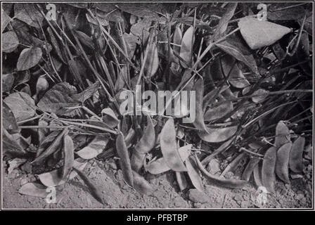 . Beschreibender Katalog der Gemüse. Commercial Kataloge; Baumschulen (Gartenbau) Kataloge; Gemüse; Samen Samen Kataloge Kataloge Kataloge; Obst; Kräuter Kataloge. 20 assoziierten SAATGUTVERMEHRER, INC. Limabohnen: Bush Sorten Phaseolus lunatus Länge Breite von Pod pod Zoll Zoll Tage Baby Kartoffel.. iyA yA 72 - Amerika Silber Medaille für 1940. Die ursprünglich von Prof. W. A. Huelson, Universität von Illinois gewählt; entwickelt und von zugehörigen Saatgutvermehrer, Inc. Die Bohnen eingeführt sind kleine, aber Dick, der helle grüne Farbe, wenn frische, und einige - was ähnlich im Geschmack zu Fordhook. Samen whit Stockfoto