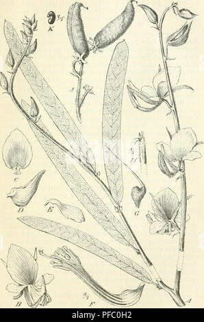 . Der Tropenpflanzer; Zeitschrift fr tropische Landwirtschaft. Tropische Pflanzen, Tropische Nutzpflanzen. 515. Sunnhanf, CROTALARIA JUNCEA. Ein Teil einer blühenden Pflanze, B 3 Kinder, C bis fl Teile der Blüte, J Hülsen, K.. Bitte beachten Sie, dass diese Bilder sind von der gescannten Seite Bilder, die digital für die Lesbarkeit verbessert haben mögen - Färbung und Aussehen dieser Abbildungen können nicht perfekt dem Original ähneln. extrahiert. Berlin Stockfoto