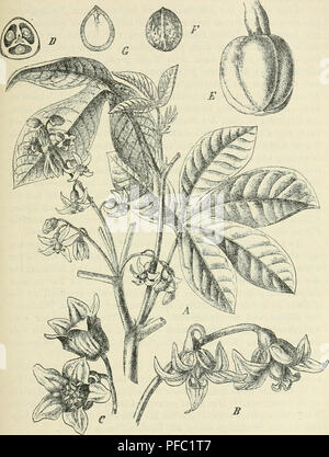 . Der Tropenpflanzer; Zeitschrift fr tropische Landwirtschaft. Tropische Pflanzen, Tropische Nutzpflanzen. 111-des brüchigen Holzes ist der Baum als Schattenbaum ungeeignet. In der Höhle Plantagendistrikten Ceylons hat man ihn vielfach augepflanzt, aber. Manihot Glaziovii Müll. Arg. Ein blütenzweig, B weibliche C männliche Sky, Sky, D junge Frucht im Durchschnitt, E reife Frucht, F Gleichen von aufsen, G Selben im Längssclmitt. Da er dort als Kautschukbaum keinen nennenswerten Ertrag lieferte und als schattenbaum sich als höchst minderwertig erwies, ihn bald wieder umgehauen. Auch im botanischen Garten von Vic Stockfoto