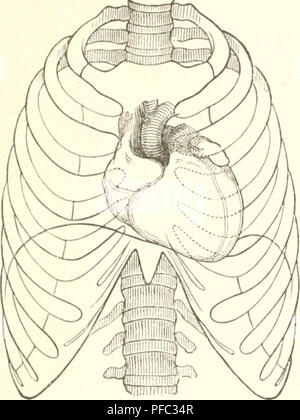 Diese Arbeit zur menschlichen Anatomie und Physiologie beschäftigt sich mit verschiedenen physikalischen Merkmalen und biologischen Strukturen des Menschen, einschließlich des Skelett- und Muskelsystems. Der Schwerpunkt liegt auf detaillierten anatomischen Beschreibungen, insbesondere der Anordnung von Geweben und Organen in verschiedenen Stadien der menschlichen Entwicklung. Stockfoto