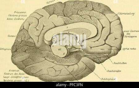 Die Arbeit „der Mensch, sein Ursprung und seine Entwicklung“ erforscht die menschliche Evolution in popularisierter Weise und bietet Einblicke in die Entstehung und Entwicklung des Menschen. Es diskutiert evolutionäre Theorien und den biologischen Fortschritt von frühen Hominiden zu modernen Menschen und betont dabei das wissenschaftliche Verständnis menschlicher Herkunft. Stockfoto