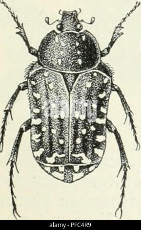 . Der käfersammler. Hg. von der Redaktion des guten Kameraden. Insekten; Insekten. 39 Uhr. © emcincr wolb = ober SRofeufäfcr.. Bitte beachten Sie, dass diese Bilder sind von der gescannten Seite Bilder, die digital für die Lesbarkeit verbessert haben mögen - Färbung und Aussehen dieser Abbildungen können nicht perfekt dem Original ähneln. extrahiert. Bau, Alexander. Stuttgart, Union Deutsche Verlagsgesellschaft Stockfoto