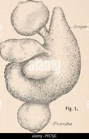 . Beschreibender Katalog der Tunicata im Australian Museum, Sydney, N.S.W. Tunicata. . Bitte beachten Sie, dass diese Bilder sind von der gescannten Seite Bilder, die digital für die Lesbarkeit verbessert haben mögen - Färbung und Aussehen dieser Abbildungen können nicht perfekt dem Original ähneln. extrahiert. Das Australian Museum; Hirt, W. A. (William Abbott), Sir, 1858-1924. Liverpool, T. Dobb&amp; Co. Stockfoto
