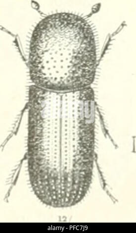 Dieses Buch befasst sich mit dem Schutz von Wäldern und konzentriert sich auf die Erforschung von Waldschädlingen und deren Bekämpfung. Es untersucht verschiedene Insektenarten, die für Bäume schädlich sind, und liefert Strategien für den Waldschutz. Stockfoto