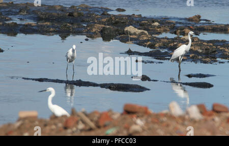 Qingdao, Qingdao, China. 21 Aug, 2018. Qingdao, China - Reiher und Vögel Fische fangen an einem Fluss in Qingdao, in der ostchinesischen Provinz Shandong. Credit: SIPA Asien/ZUMA Draht/Alamy leben Nachrichten Stockfoto