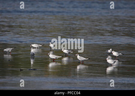 Qingdao, Qingdao, China. 21 Aug, 2018. Qingdao, China - Reiher und Vögel Fische fangen an einem Fluss in Qingdao, in der ostchinesischen Provinz Shandong. Credit: SIPA Asien/ZUMA Draht/Alamy leben Nachrichten Stockfoto