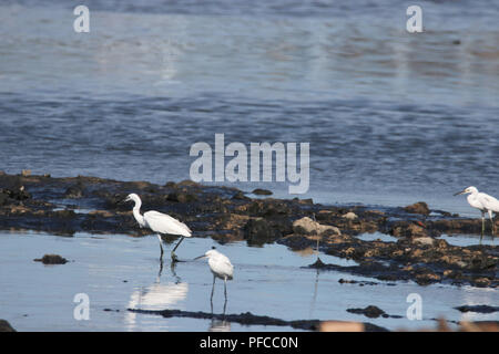 Qingdao, Qingdao, China. 21 Aug, 2018. Qingdao, China - Reiher und Vögel Fische fangen an einem Fluss in Qingdao, in der ostchinesischen Provinz Shandong. Credit: SIPA Asien/ZUMA Draht/Alamy leben Nachrichten Stockfoto