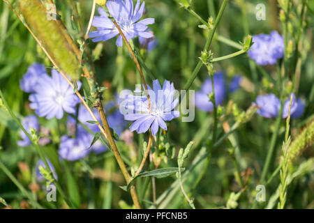 Blumen von gemeinsamen Zichorie. Blaue Daisy Blumen auf einer Wiese (Cichorium intybus) Stockfoto