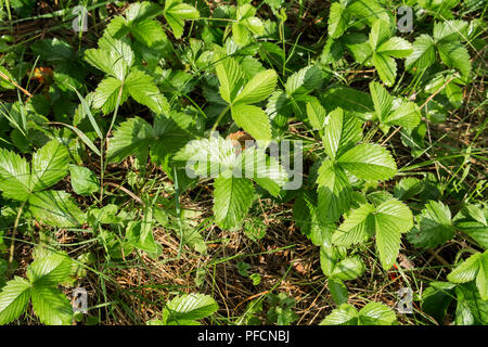 Grüne Blätter von wilden Erdbeeren mit Regentropfen Stockfoto