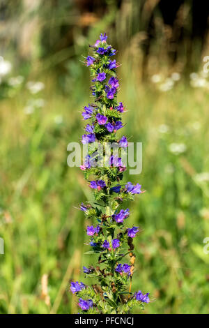 Rosa und Lila Viper bugloss Blumen (Echium vulgare) Stockfoto