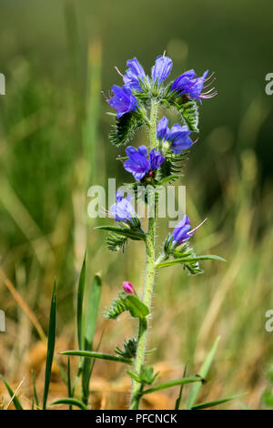 Rosa und Lila Viper bugloss Blumen (Echium vulgare) Stockfoto