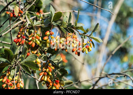 Reife Beeren die Berberitze (Berberis vulgaris) Stockfoto