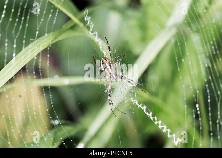Wasp spider sitzt in einem kreisförmigen Web und Tautropfen auf Filamente (Argiope Bruennichi) Stockfoto
