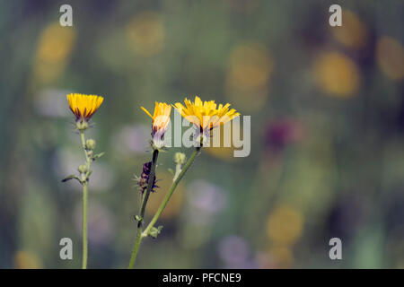 Gelbe Flamme - wie Blumen von glatten hawksbeard (Crepis capillaris) Stockfoto