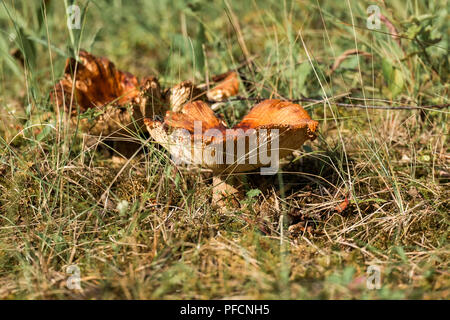 Alte stinkende Brittlegill. Bedingt genießbare Pilz bekannt als die stinkende Psathyrella (Psathyrella foetens) Stockfoto