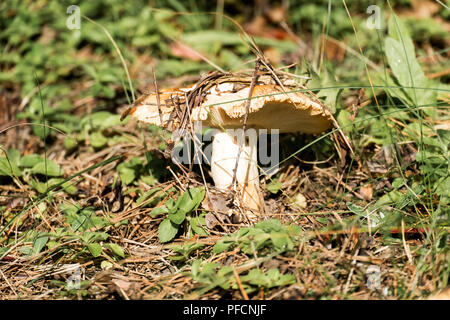 Stinkende Brittlegill. Bedingt genießbare Pilz bekannt als die stinkende Psathyrella (Psathyrella foetens) Stockfoto