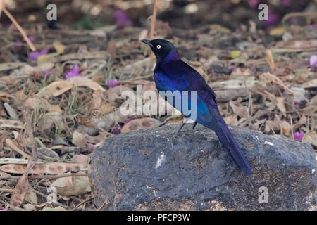 Ruppelles lange - Starling, die auf einem Felsen auf dem Boden im Schatten der Sträucher sitzt tailed Stockfoto