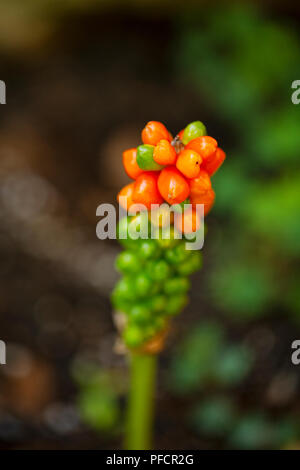 Die Früchte (Beeren) eines Jack-in-the-Pulpit Anlage (Arisaema triphyllum) im Sommergarten. Stockfoto