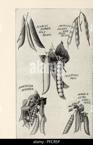 . Beschreibender Katalog Der neue und seltene Samen, Pflanzen, und den Lampen. Die Glühbirnen (Pflanzen) Kataloge; Blumen Samen Kataloge; Pflanzen, Zierpflanzen, Gemüse Samen Kataloge Kataloge; Gartengeräte und Zubehör Kataloge; kommerzielle Kataloge New Jersey. Die Erbsen oben genannten sollte von jeder gesät werden, die zuverlässigste und köstliche ihrer Klasse.. Bitte beachten Sie, dass diese Bilder sind von der gescannten Seite Bilder, die digital für die Lesbarkeit verbessert haben mögen - Färbung und Aussehen dieser Abbildungen können nicht perfekt dem Original ähneln. extrahiert. United States Nur Stockfoto